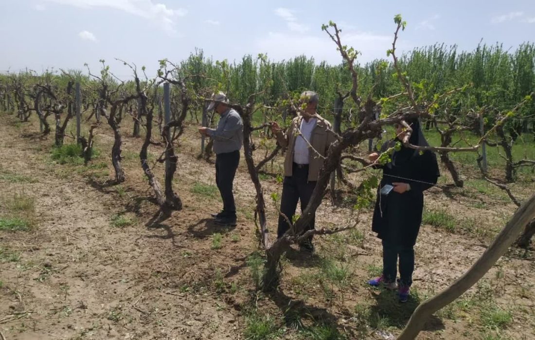  خسارت تگرگ به بخش کشاورزی میاندوآب