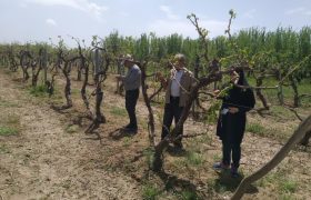  خسارت تگرگ به بخش کشاورزی میاندوآب