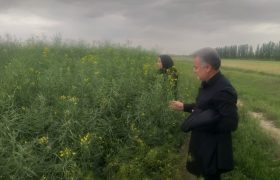  پیش‌بینی برداشت ۱۵۰۰ تن کلزا در میاندوآب