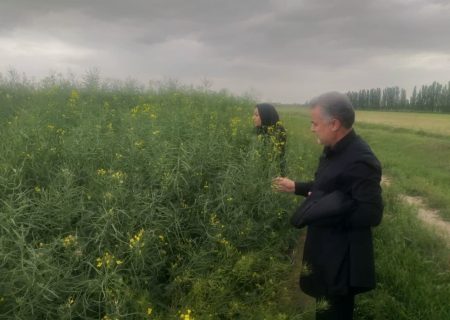  پیش‌بینی برداشت ۱۵۰۰ تن کلزا در میاندوآب