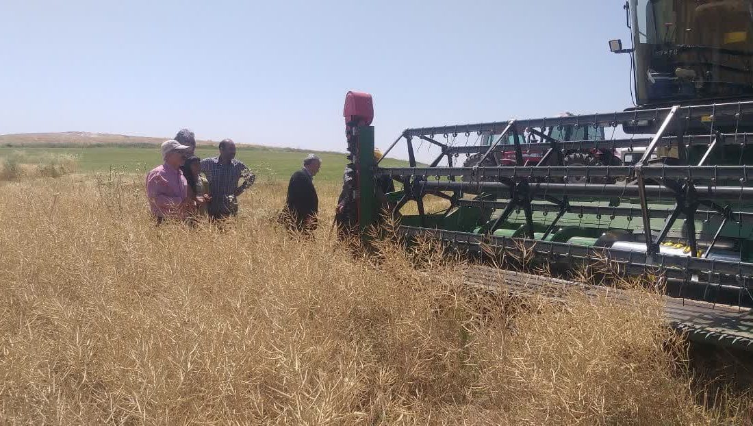 پیش‌بینی برداشت ۱۴۰۰ تن کلزا در میاندوآب