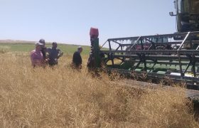 پیش‌بینی برداشت ۱۴۰۰ تن کلزا در میاندوآب