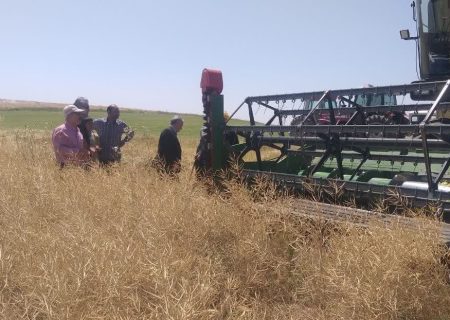 پیش‌بینی برداشت ۱۴۰۰ تن کلزا در میاندوآب