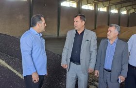پیش‌بینی تولید ۶۵ هزار تن گندم در میاندوآب