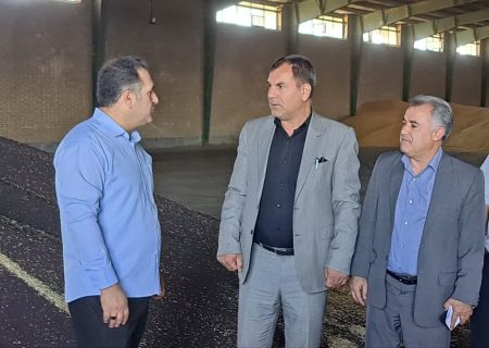 پیش‌بینی تولید ۶۵ هزار تن گندم در میاندوآب