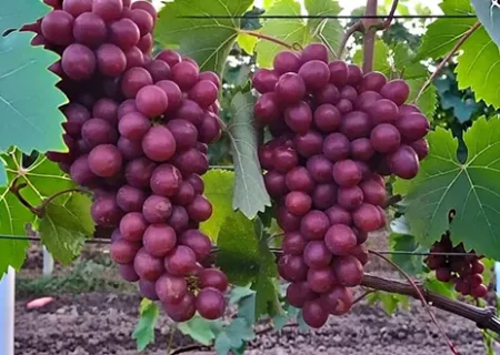 تاکستان‌های آذربایجان‌غربی؛ گنجی برای صادرات غیرنفتی